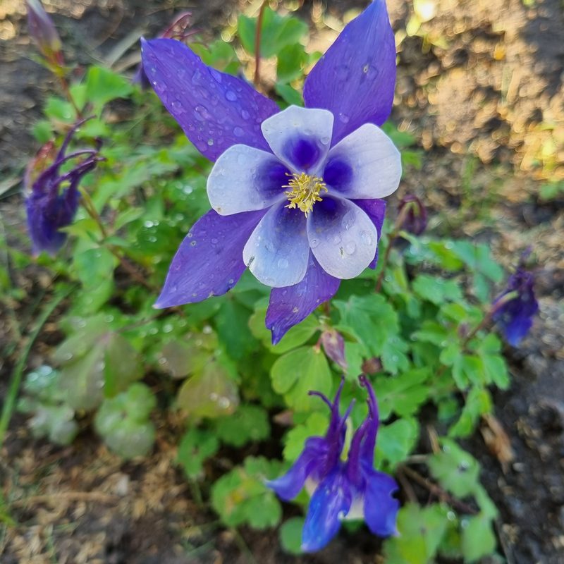 Ancolie violette du jardin